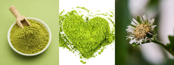Bhringraj Oil: Ayurvedic Solution for Hair Fall and Growth