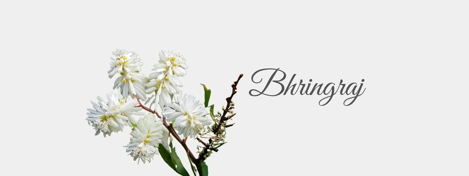Bhringraj