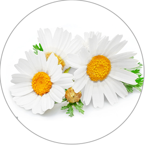 Chamomile Extract for Skincare – La Pink