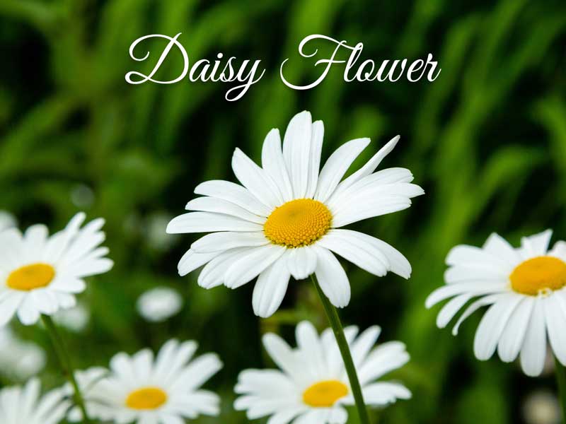 Daisy Flower Extract - La Pink